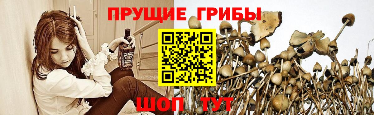 Псилоцибиновые грибы GOLDEN TEACHER Клин