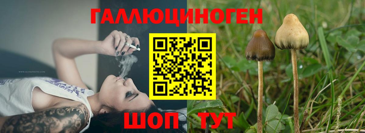 Клин  Псилоцибиновые грибы Psilocybe  Вход с VPN 